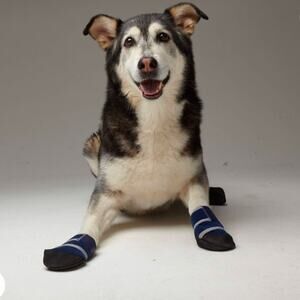 Healers Booties for Dogs size Medium